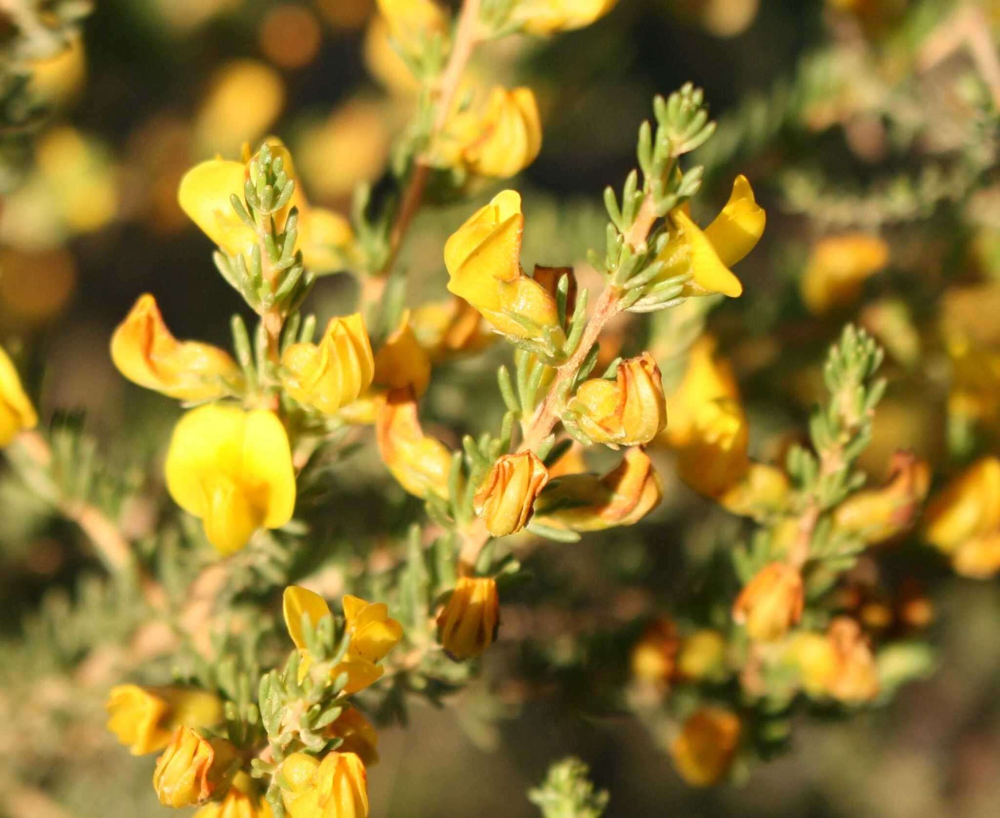 Image of Aspalathus arida subsp. arida