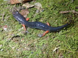 Plethodon shermani Stejneger 1906的圖片