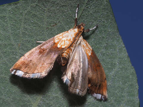 Image of Agrotera nemoralis Scopoli