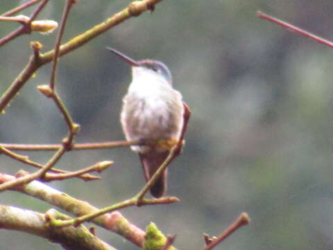 Image of Azure-crowned Hummingbird