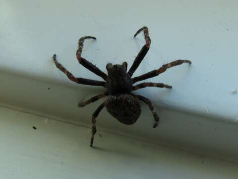 Image of Walnut Orb-Weaver Spider