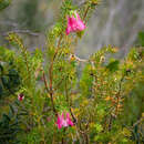 Image of Darwinia lejostyla (Turcz.) Domin