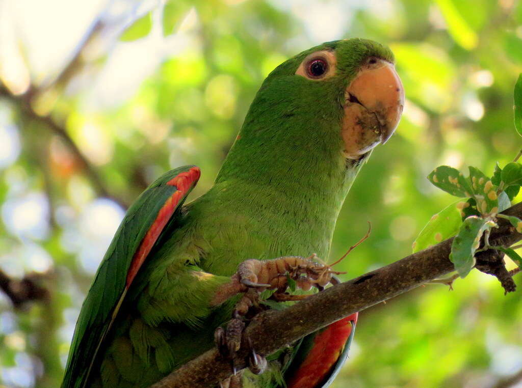 Image of White-eyed Parakeet