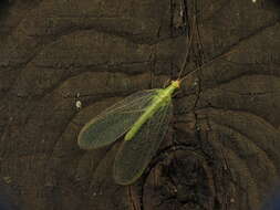 Image of Common green lacewing