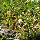 Image of Welsh mudwort