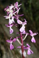 Sivun Orchis anatolica Boiss. kuva