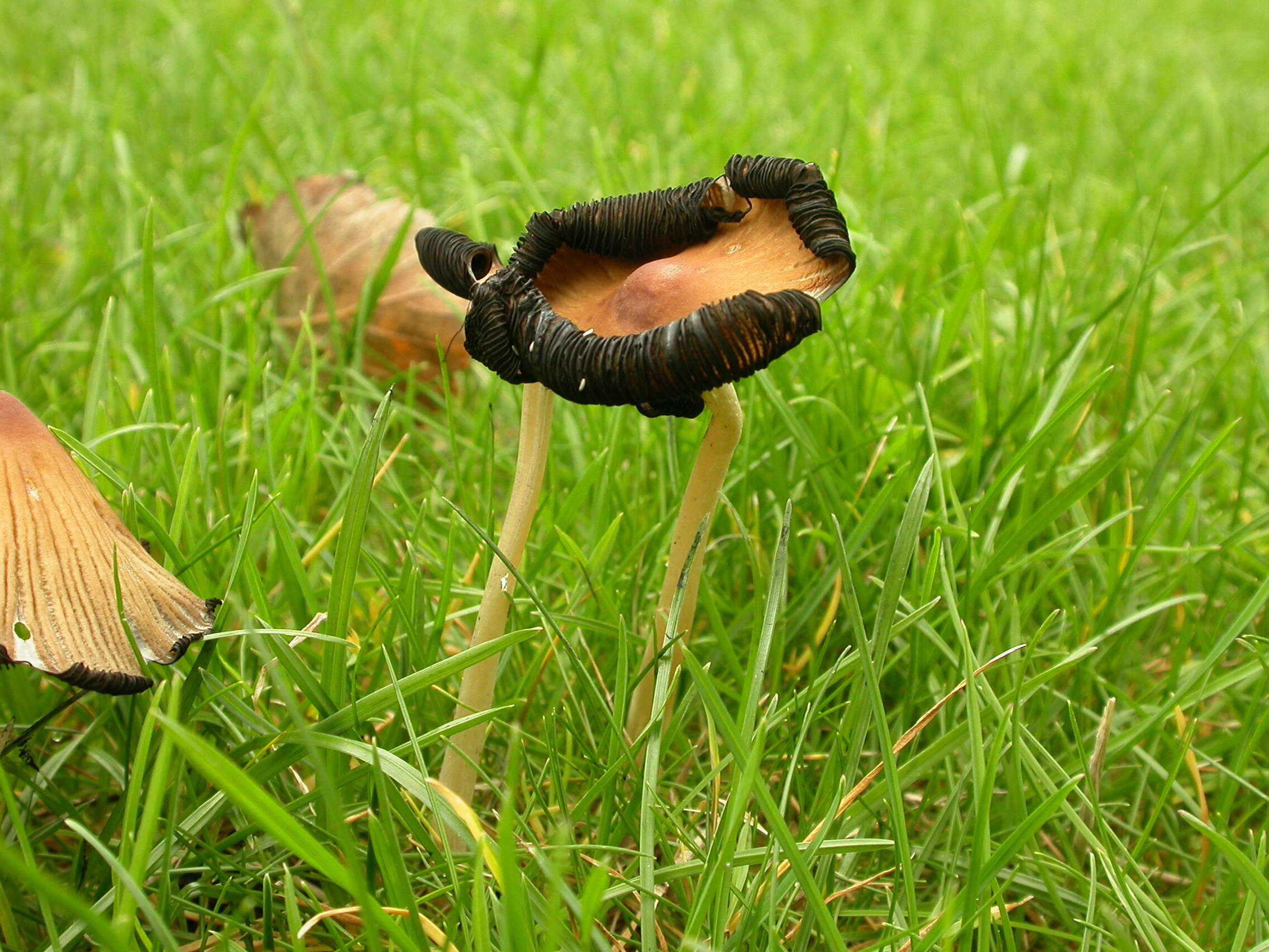 Image de Coprin micacé