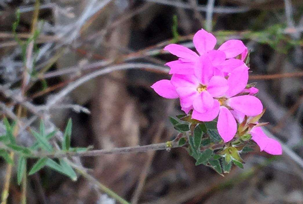 Image of Acmadenia gracilis Dümmer