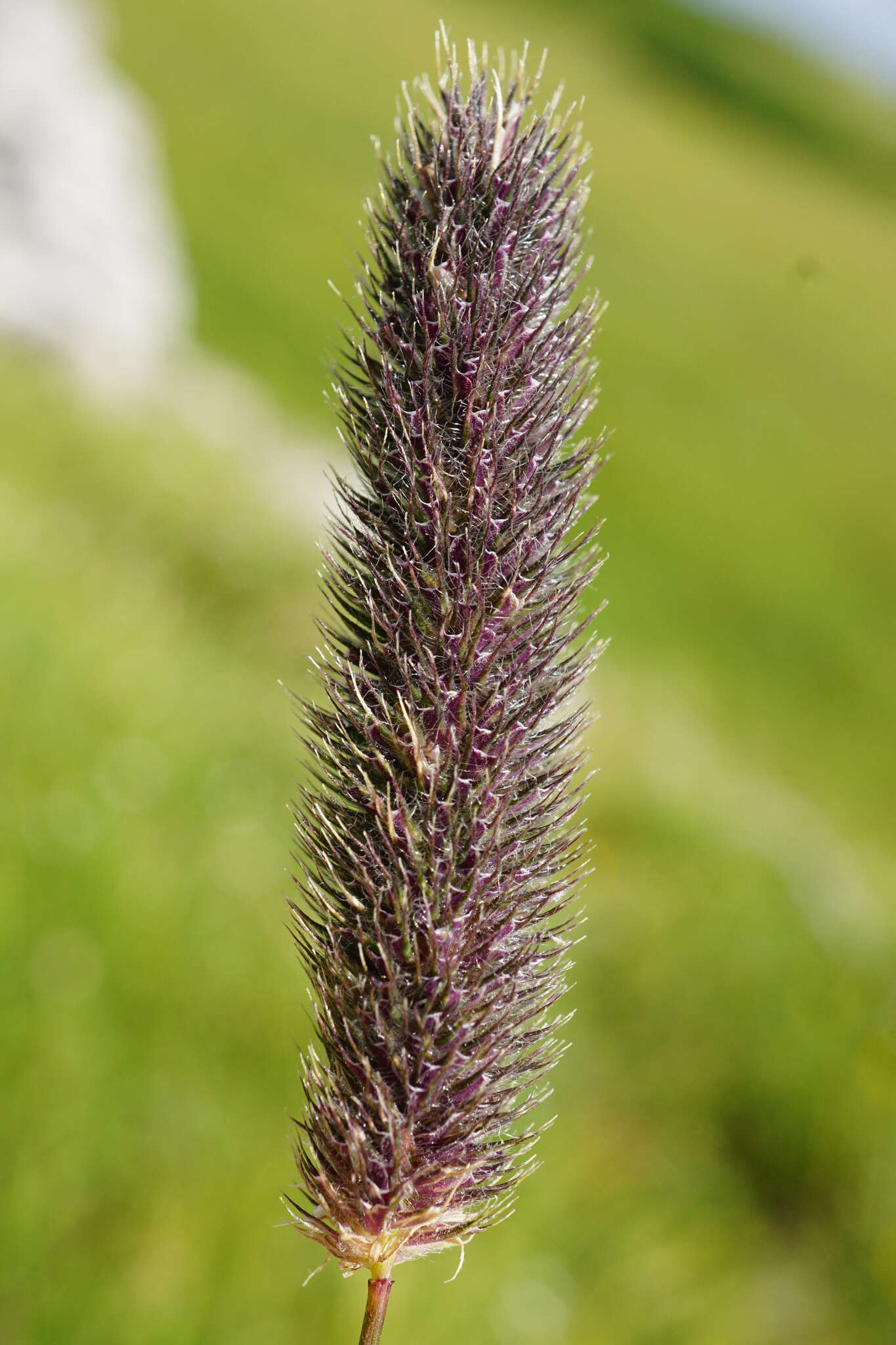 Image of Phleum alpinum subsp. rhaeticum Humphries