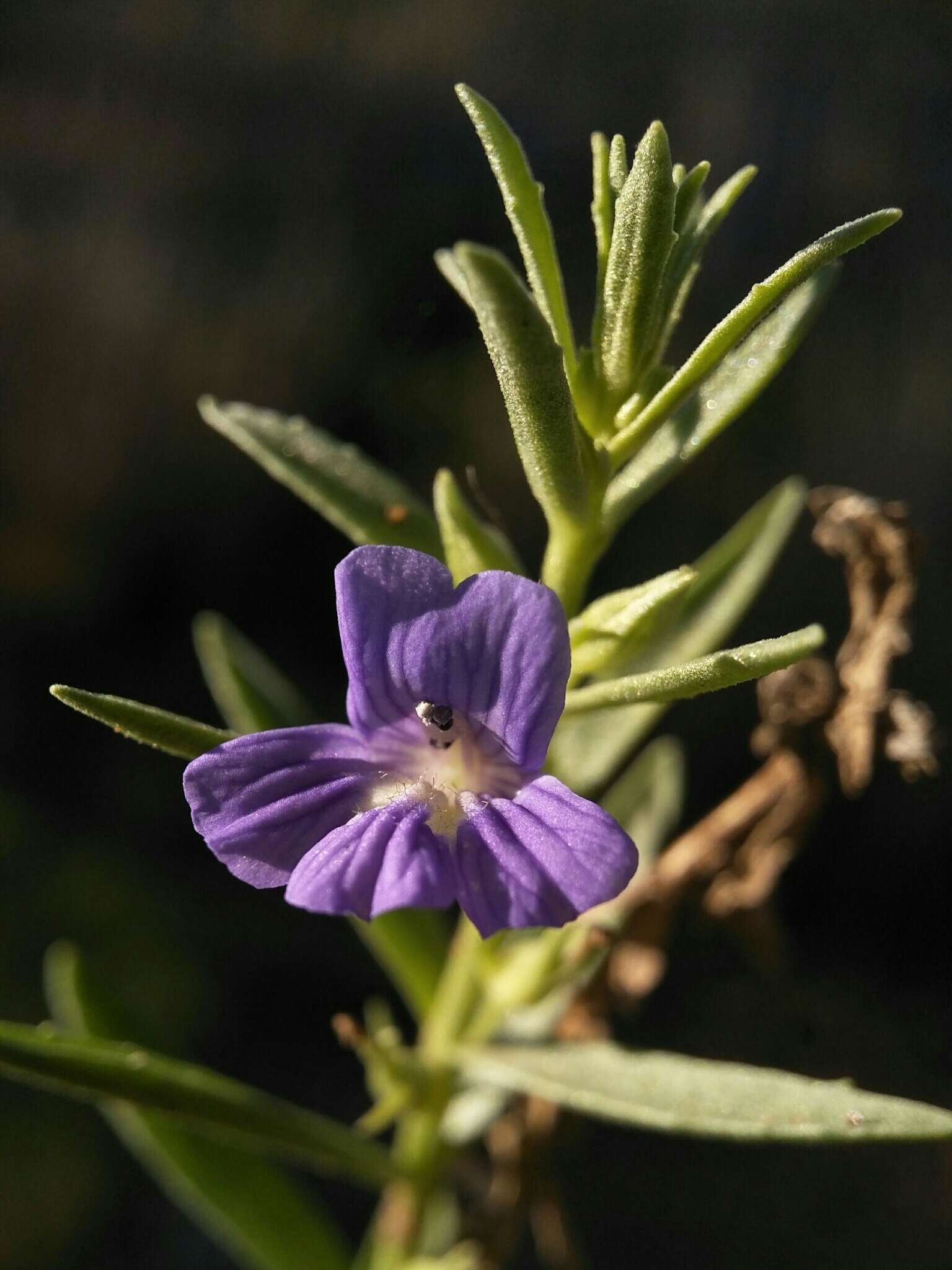 Слика од Stemodia florulenta W. R. Barker