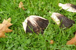 Coprinopsis atramentaria (Bull.) Redhead, Vilgalys & Moncalvo 2001 resmi