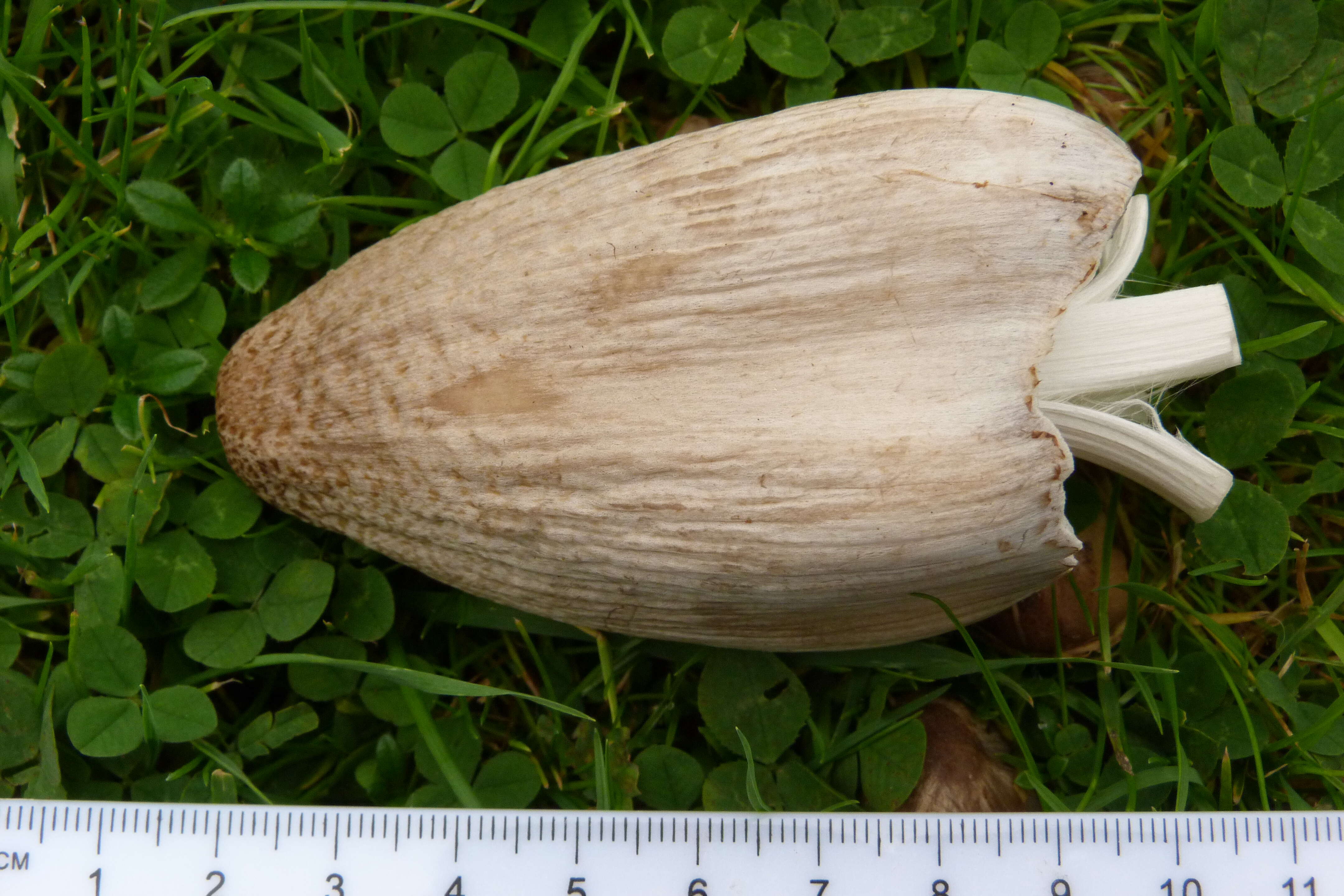 Coprinopsis atramentaria (Bull.) Redhead, Vilgalys & Moncalvo 2001 resmi