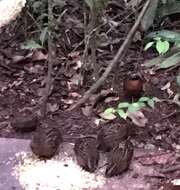 Image of Rufous-breasted Wood Quail