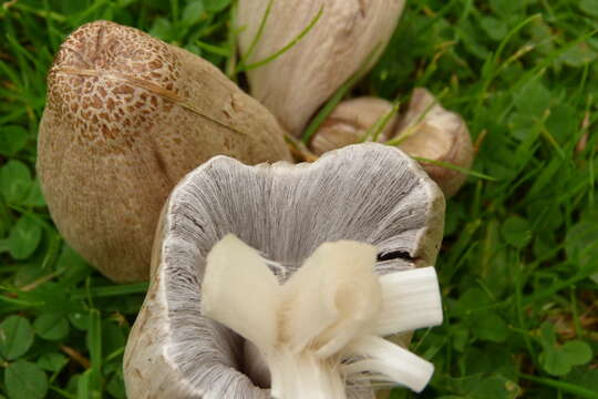 Coprinopsis atramentaria (Bull.) Redhead, Vilgalys & Moncalvo 2001 resmi