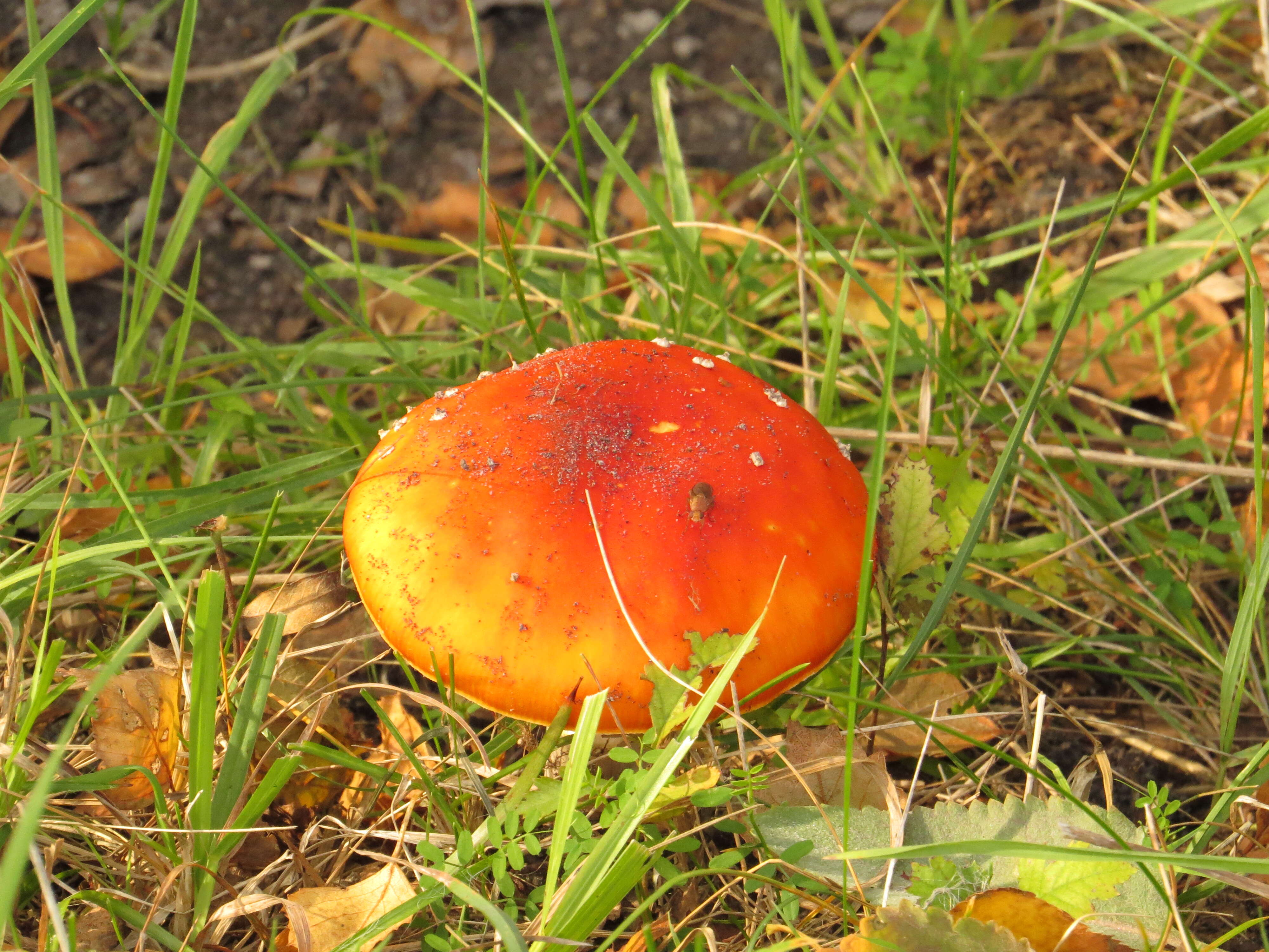Image of Fly agaric