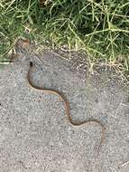 Image of Plains Blackhead Snake