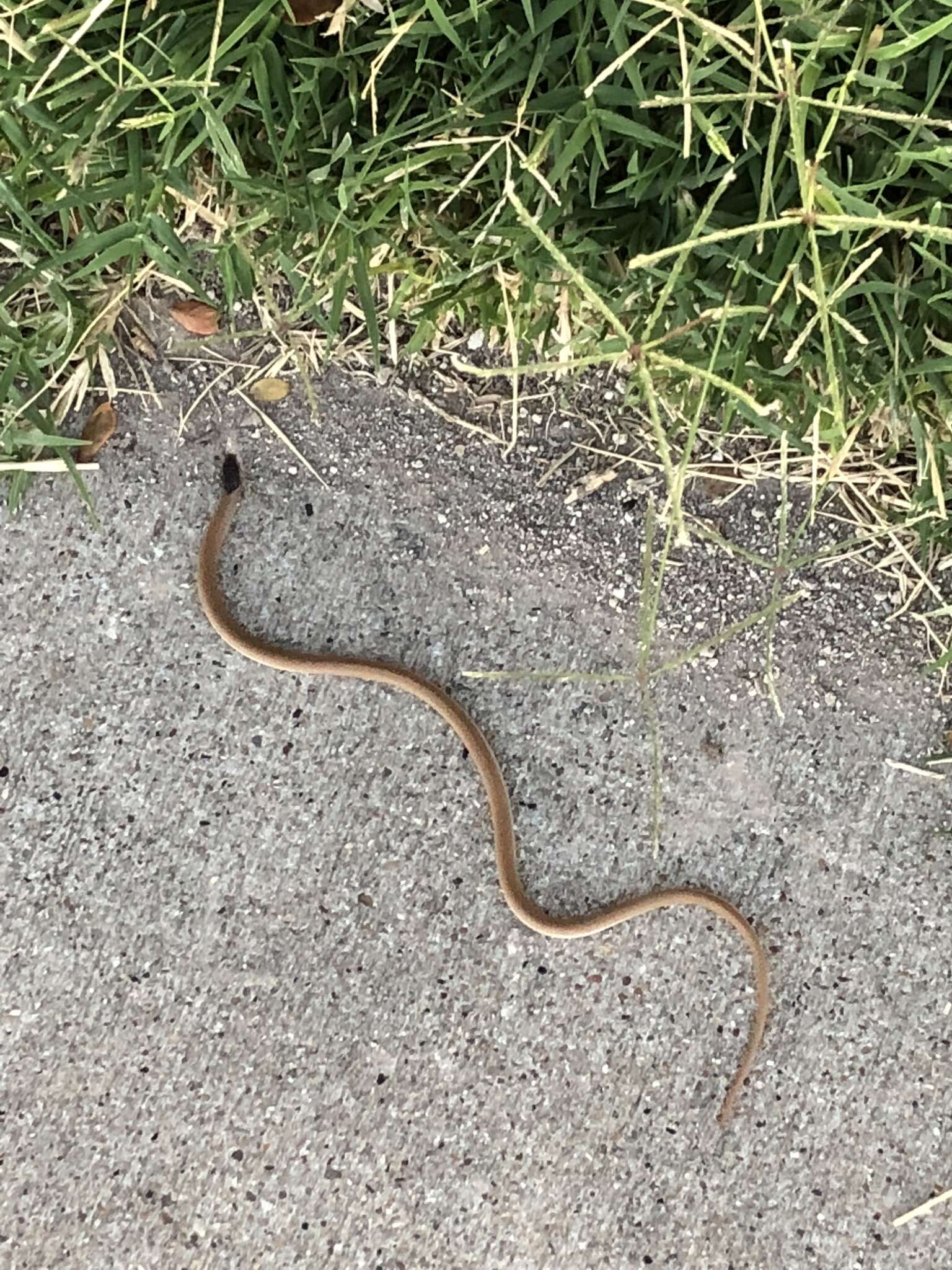 Image of Plains Blackhead Snake