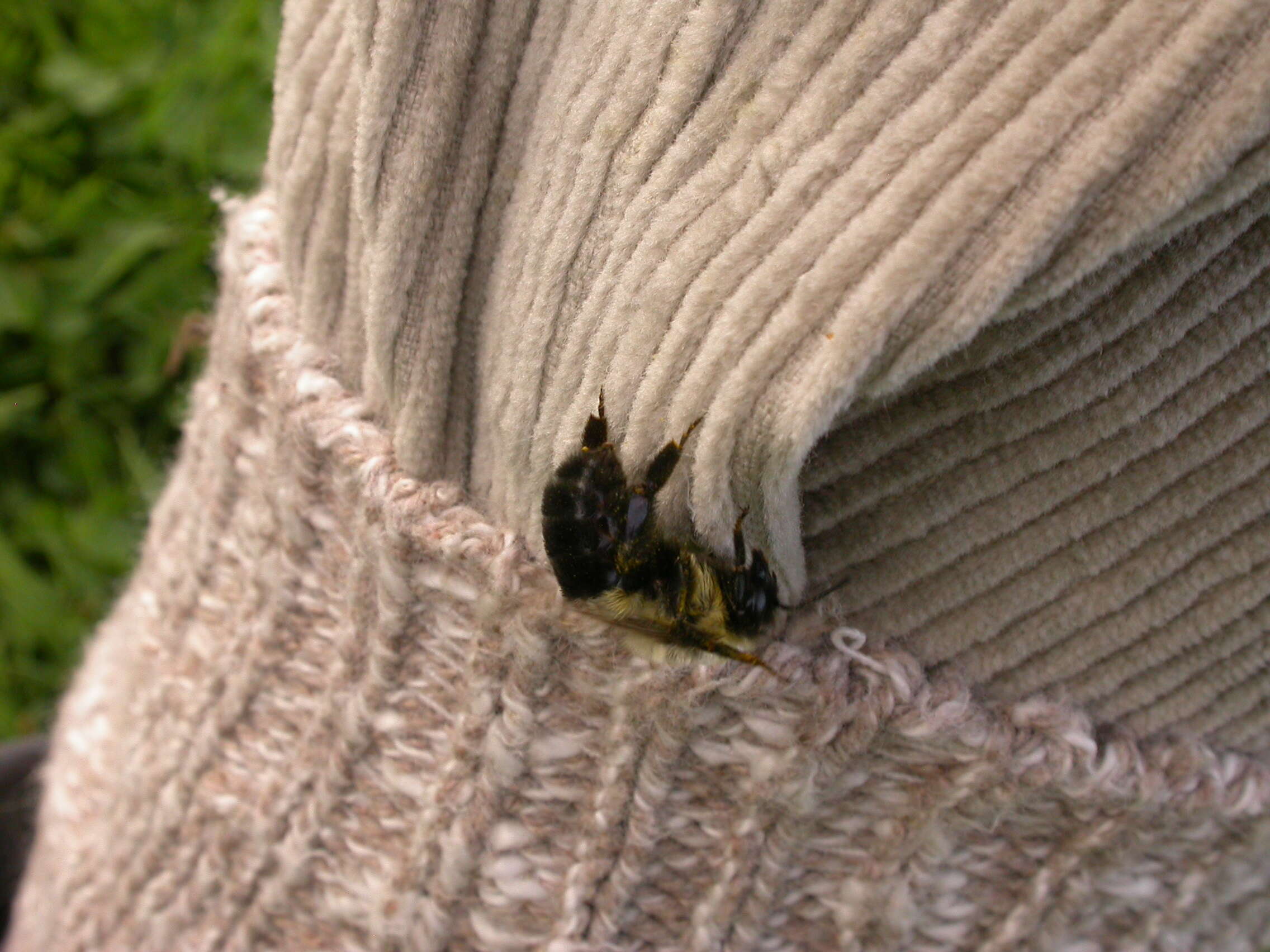 Image of Common Eastern Bumblebee