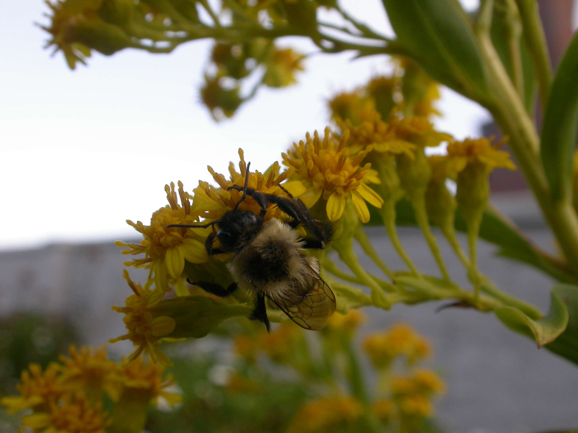 Image of Common Eastern Bumblebee