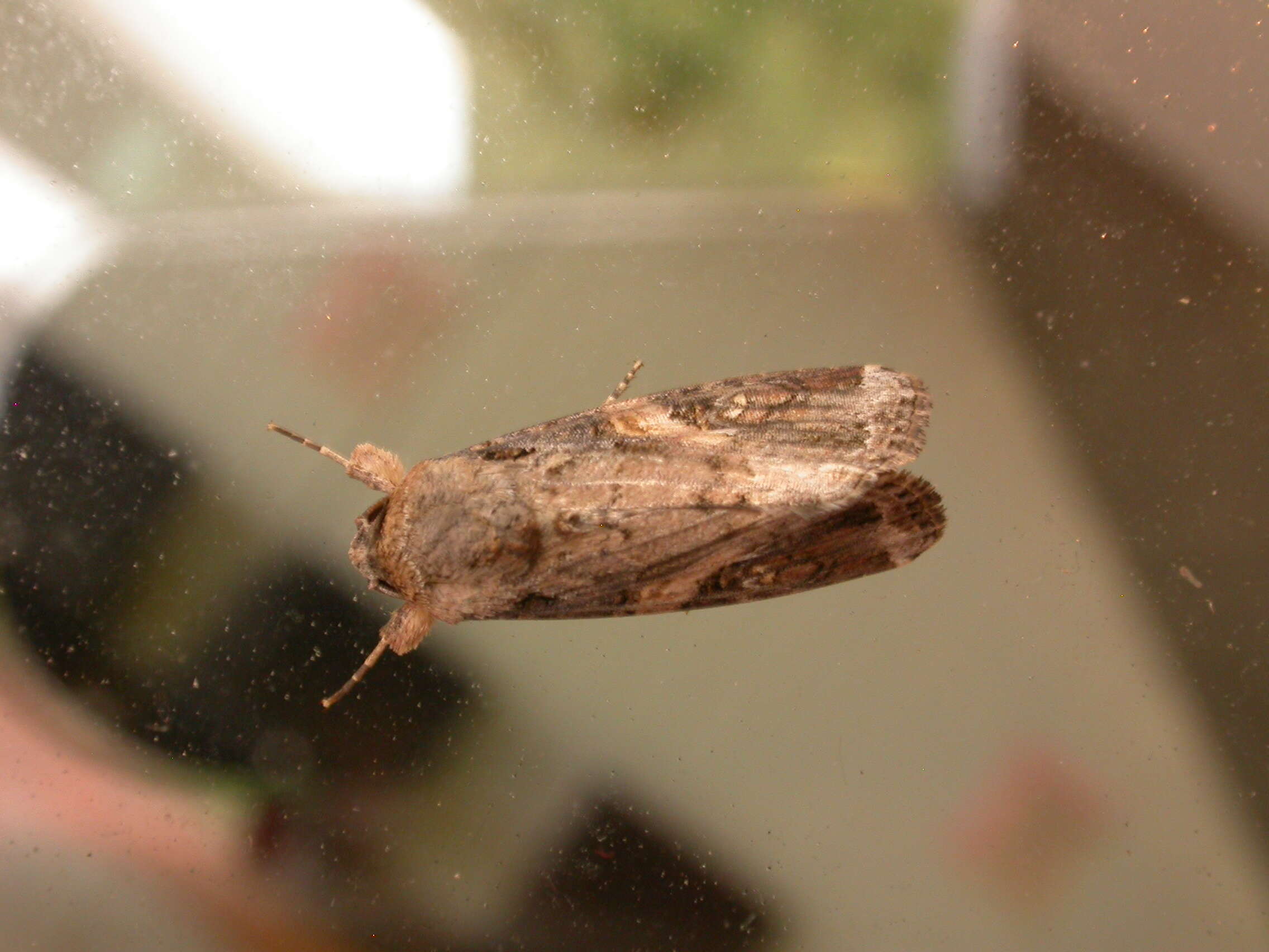 Image of Fall Armyworm Moth