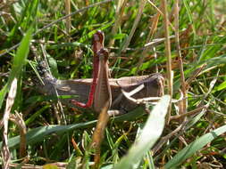 Image of Red-legged Grasshopper