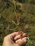 Image de Agrimonia eupatoria subsp. grandis (Andrz. ex Ascherson & Graebner) Bornm.