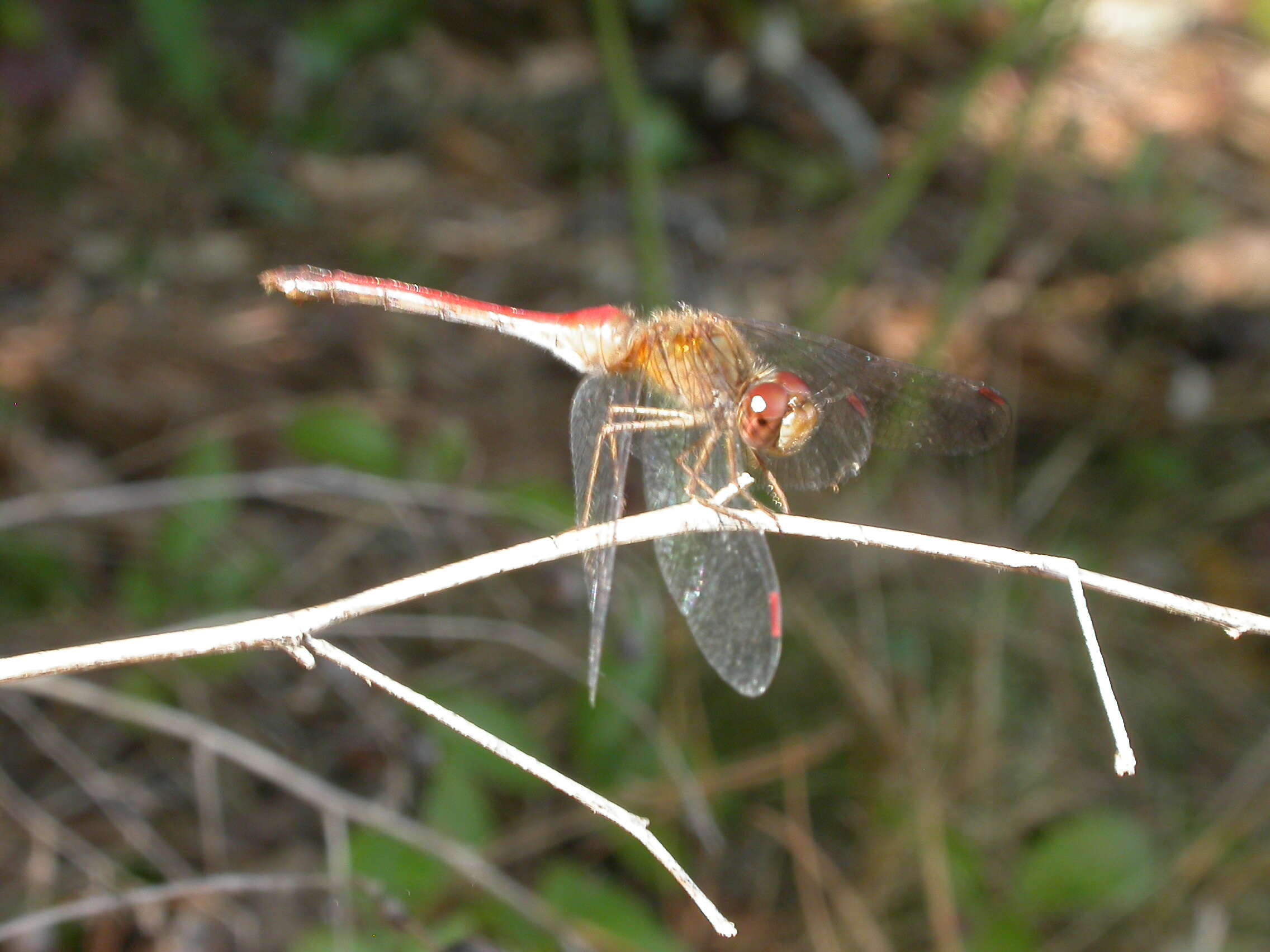 Image of Autumn Meadowhawk