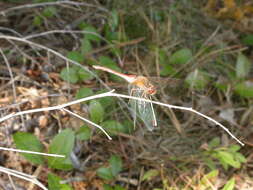 Image of Autumn Meadowhawk