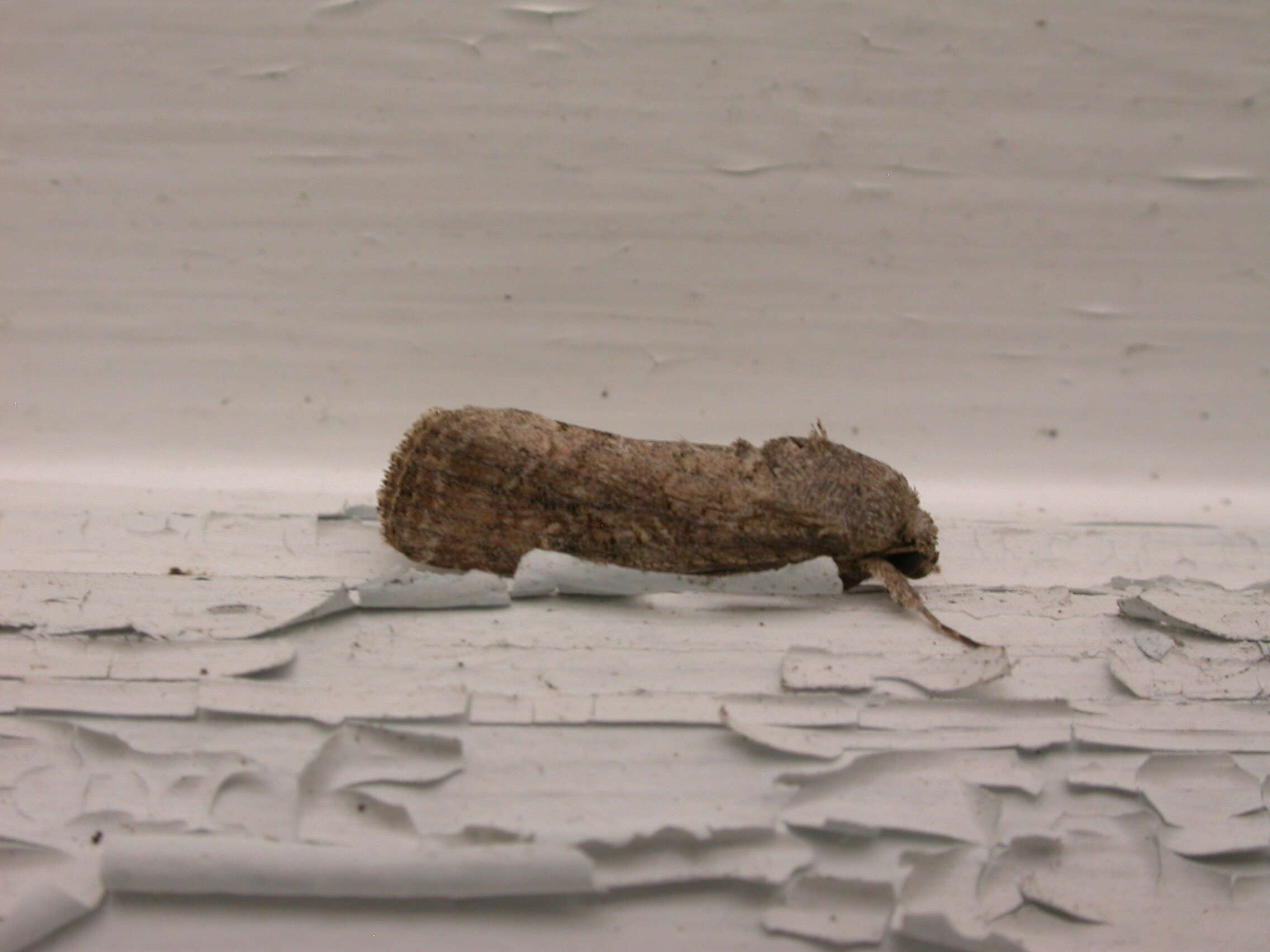 Image of Fall Armyworm Moth