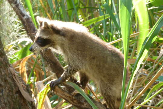 Image of raccoons