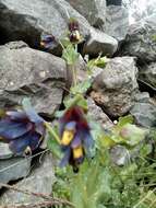 Cerinthe retorta Sm. resmi