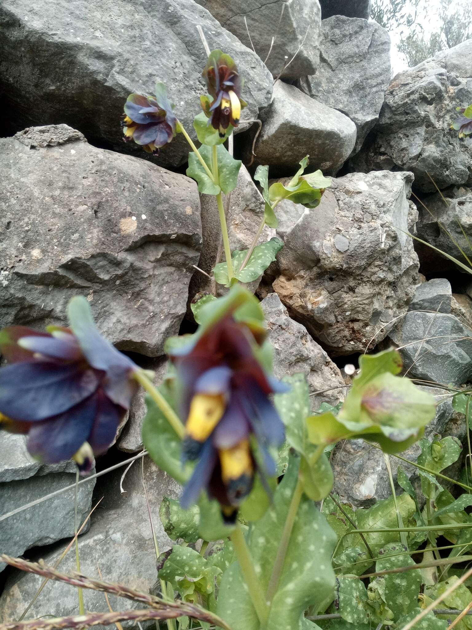 Cerinthe retorta Sm. resmi