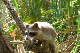 Image of raccoons