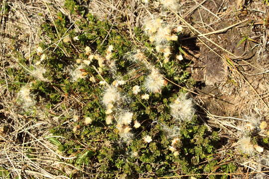 Imagem de Baccharis tricuneata (L. fil.) Pers.