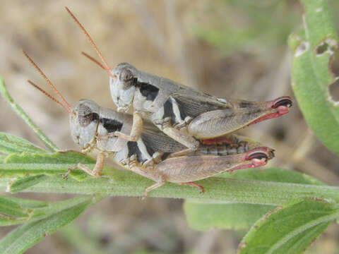 Image of Melanoplus discolor (Scudder & S. H. 1878)