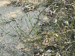 Image of variegated scouringrush