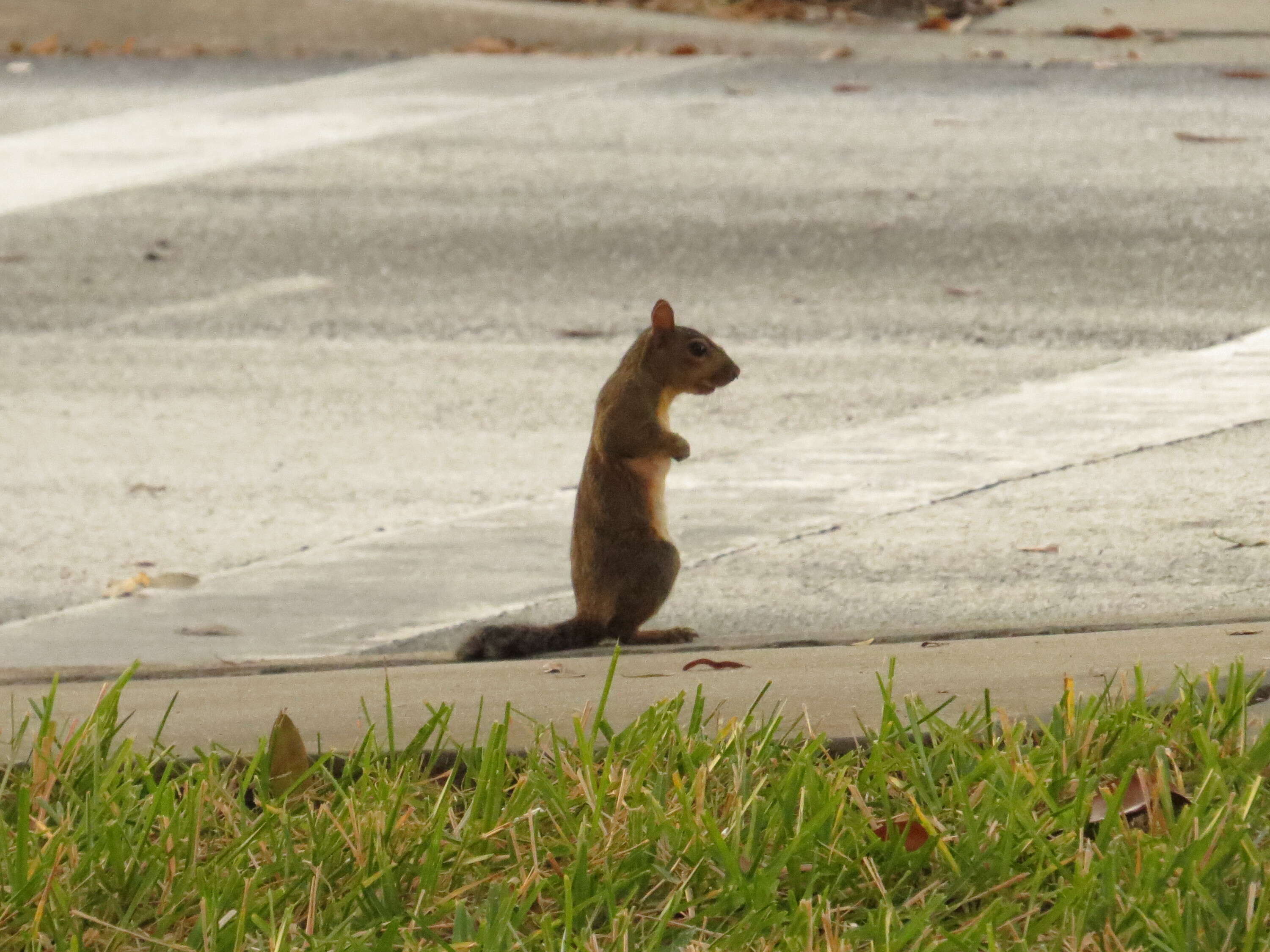 Image of Sciurus subgen. Sciurus Linnaeus 1758