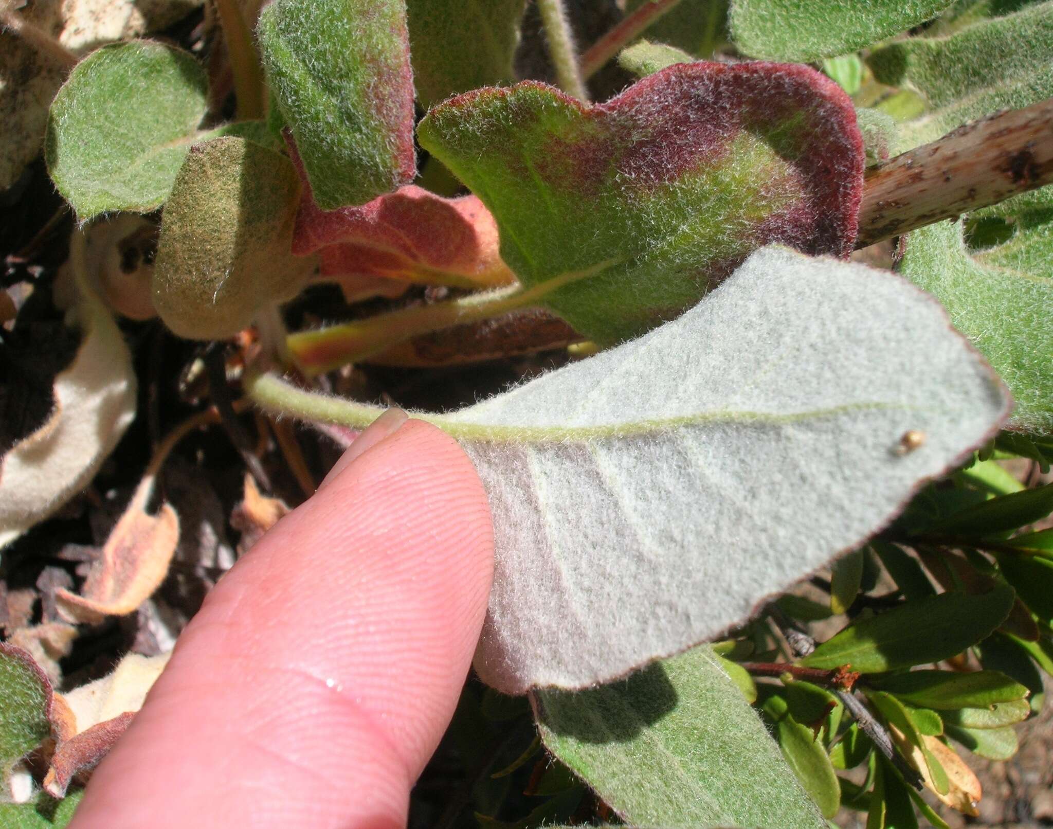 Imagem de Eriogonum compositum Dougl. ex Benth.