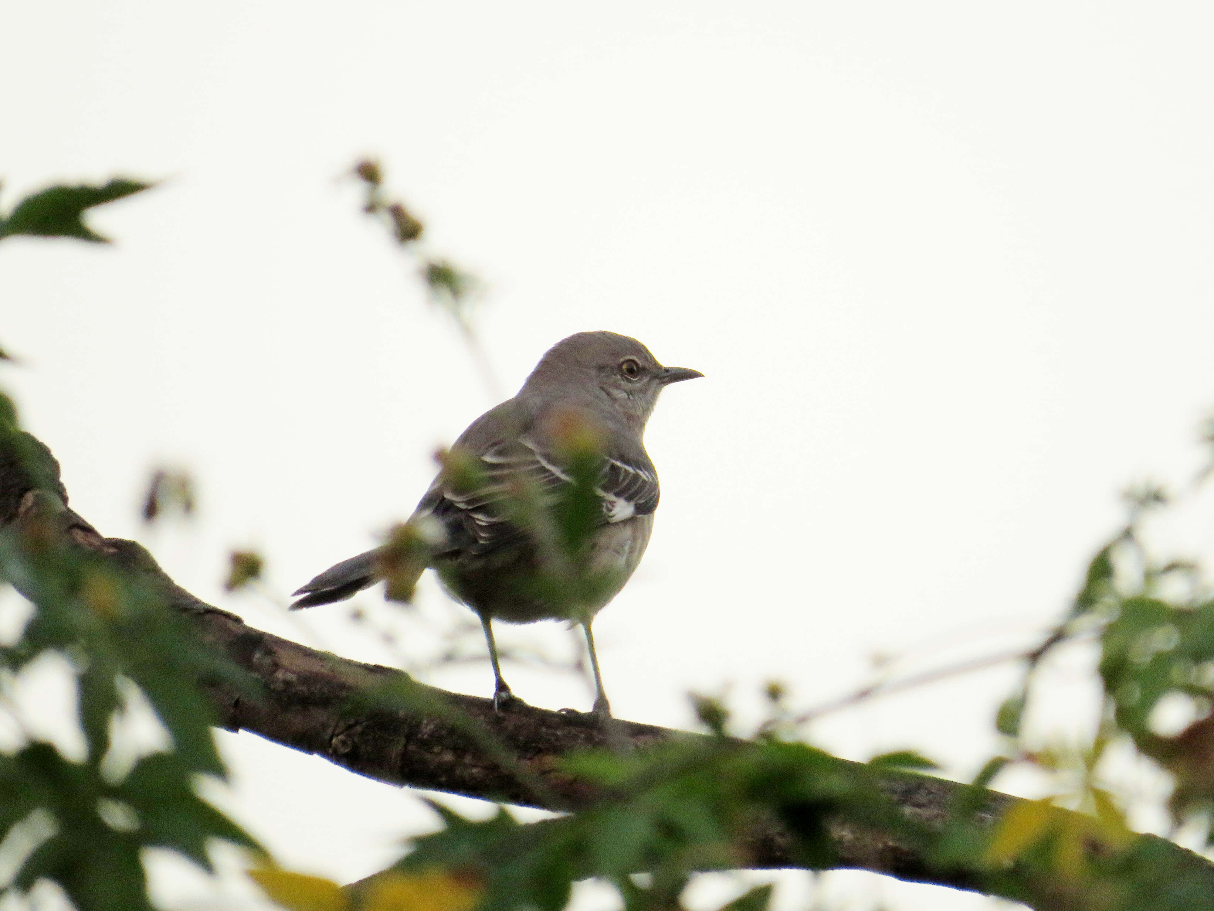 Image of Northern Mockingbird