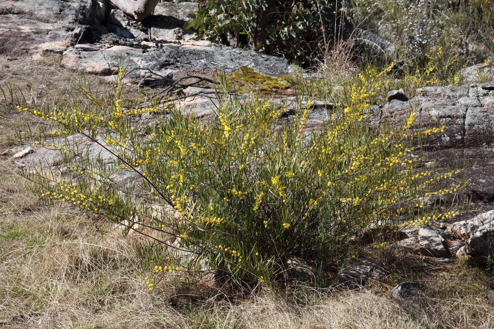 Imagem de Acacia viscidula Benth.