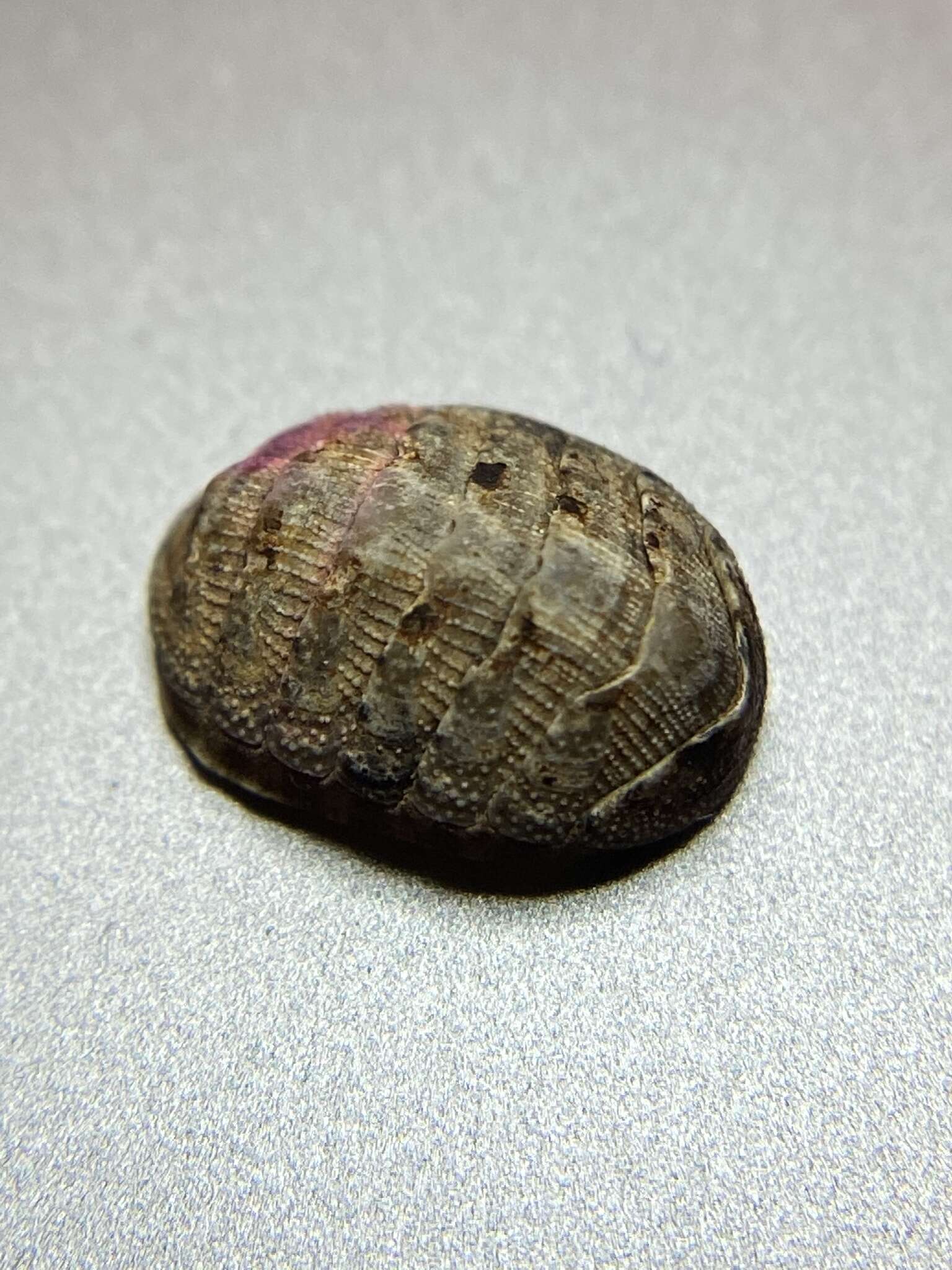 Image of Chiton