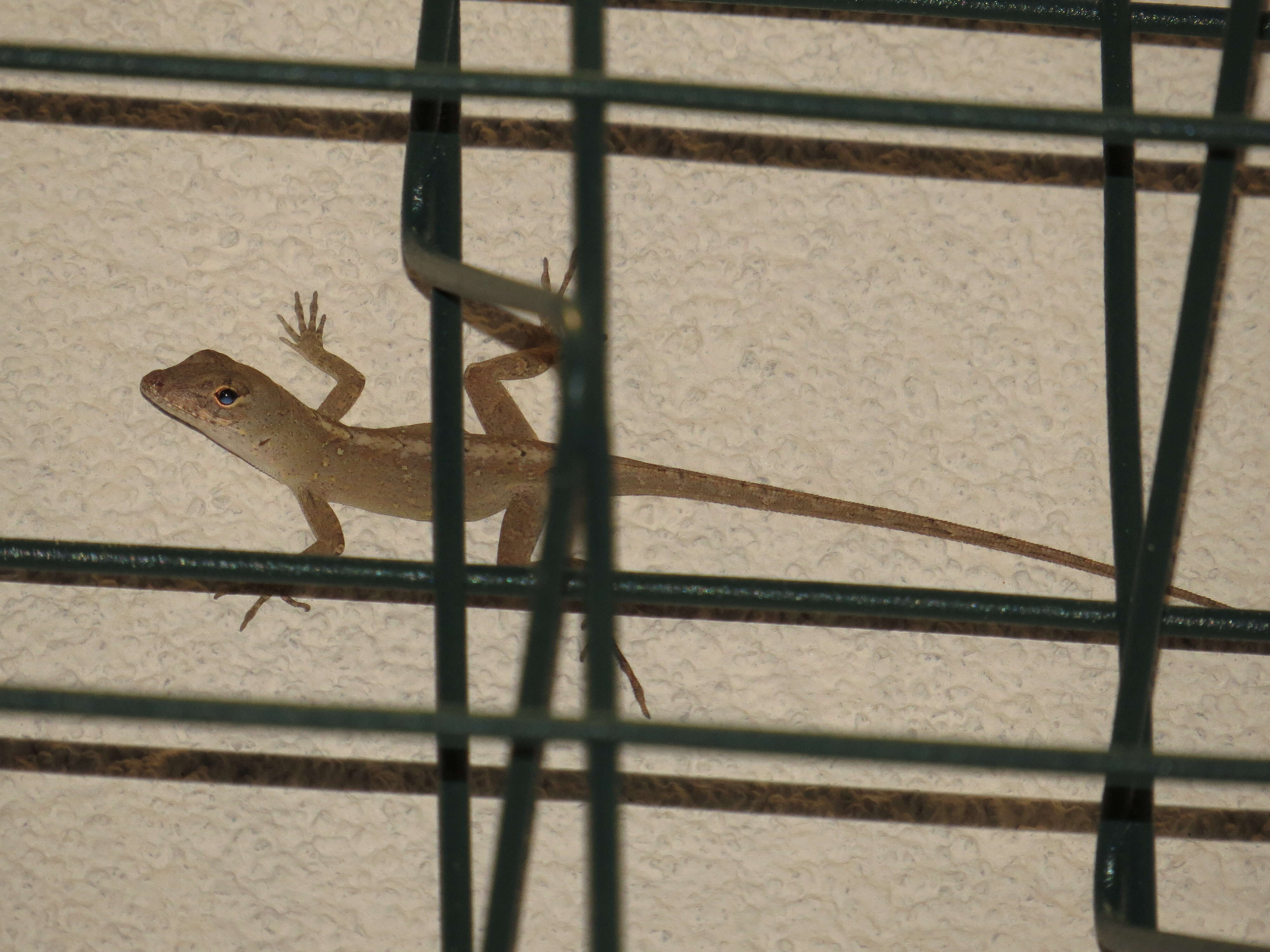 Image of Bahaman brown anole