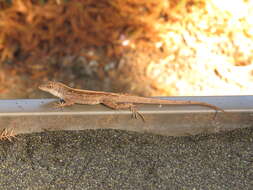 Image of Bahaman brown anole