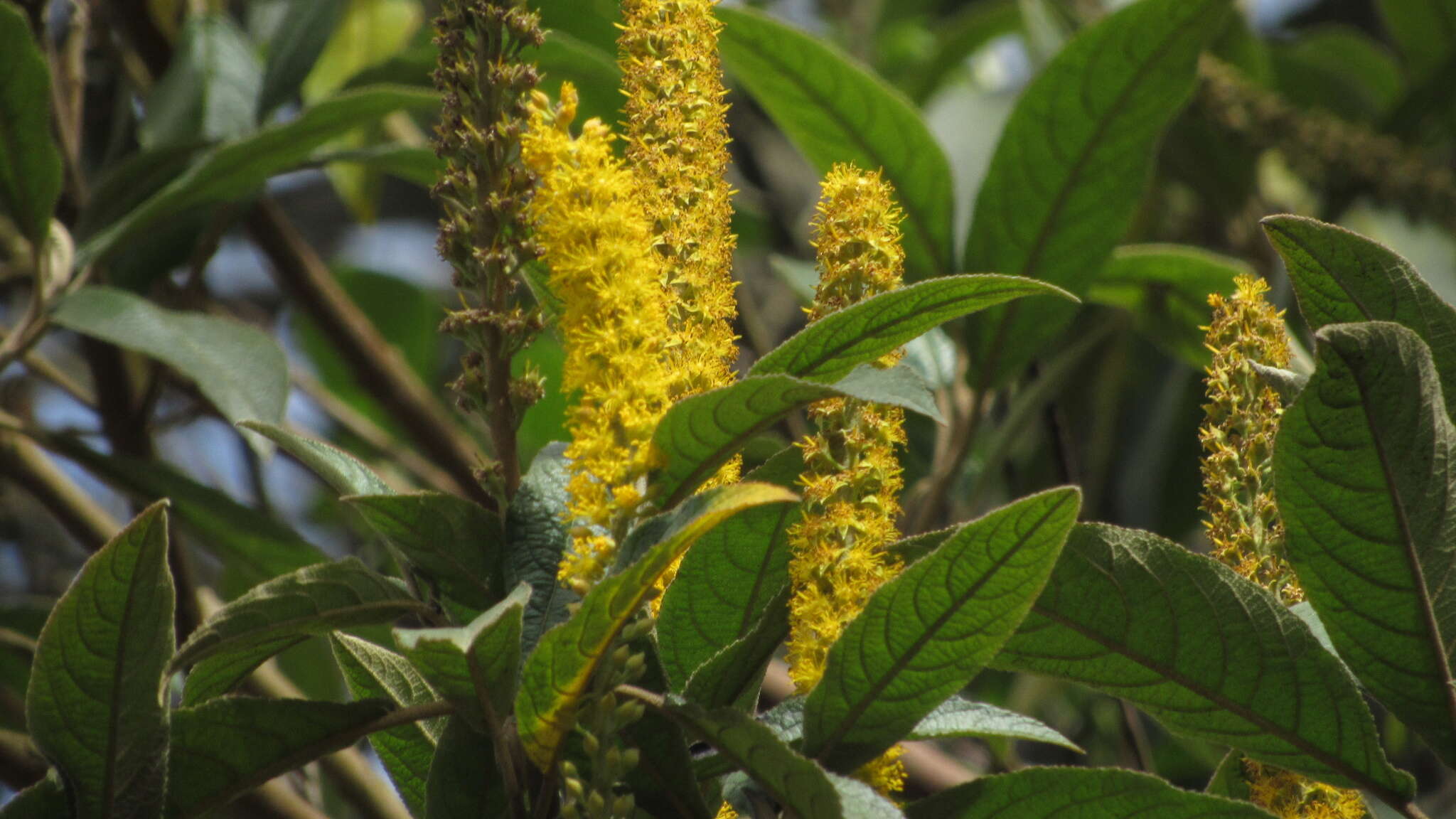 Image of Abatia parviflora Ruiz & Pav.