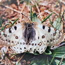 Plancia ëd Parnassius tenedius Eversmann 1851