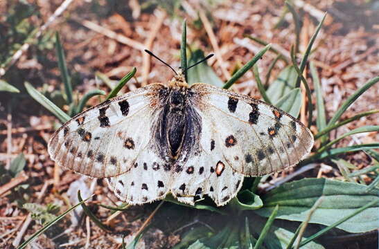 Parnassius tenedius Eversmann 1851 resmi