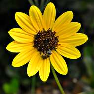 Image of cucumberleaf sunflower