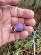 Image of Scott's clematis