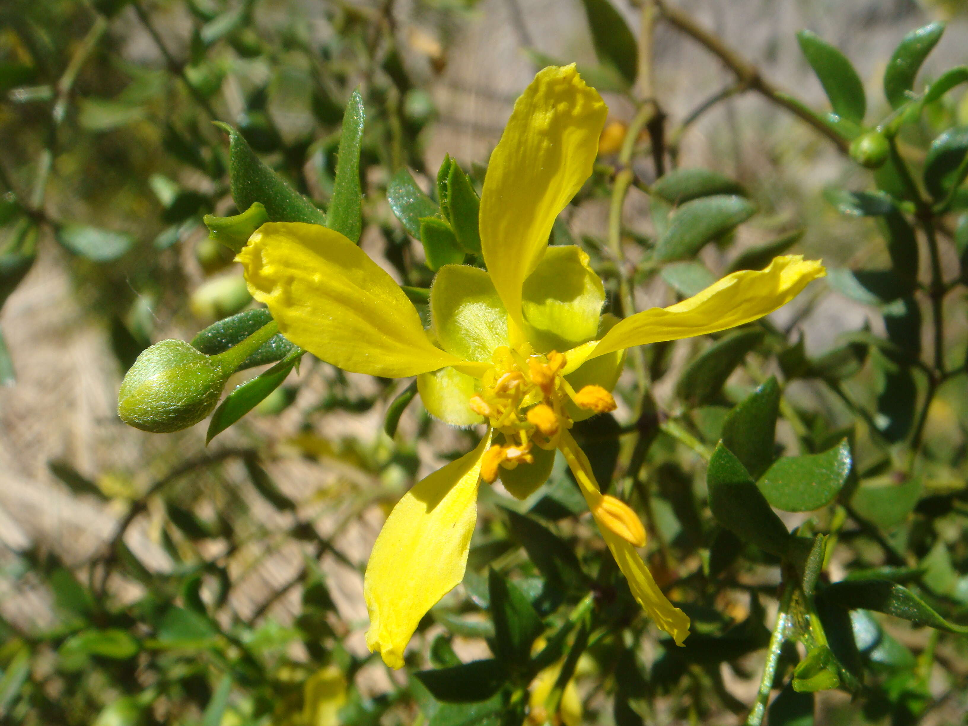 Image de Larrea tridentata (Sesse & Moc. ex DC.) Coult.