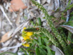 Image of Plantago weldenii Rchb.